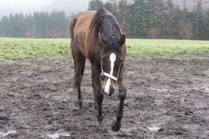 どろんこプレリュード