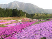 羊山公園