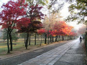 奈良公園