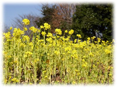 �؂̉ԁA�䂪�Ƃ̋ߏ�