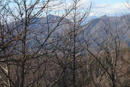 防火帯の梢越しに茅ヶ岳・金ヶ岳、曲ヶ岳、太刀岡山を望む