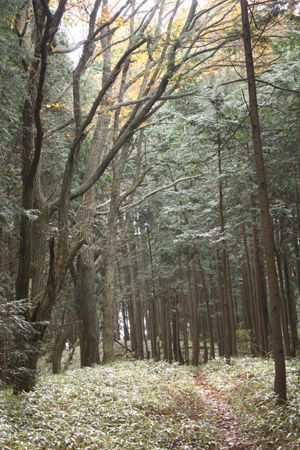 万六尾根を行く