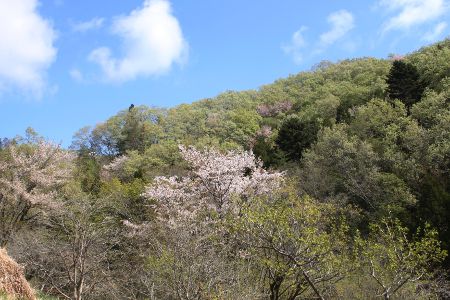 そここに山桜