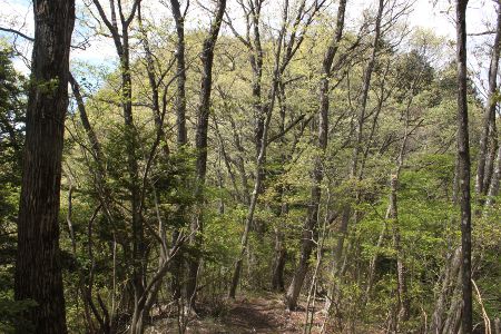金ピラ山を下り、デン笠を眼前にする