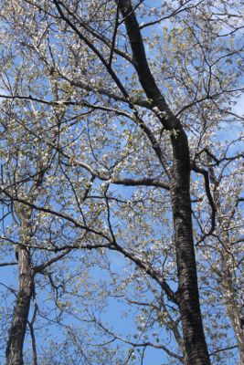秋山山稜主稜線に出る前に出会った桜の木