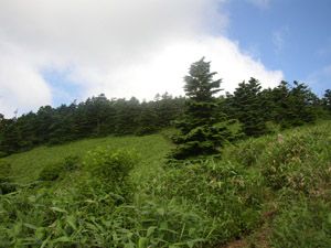 三壁山頂直下の笹の斜面