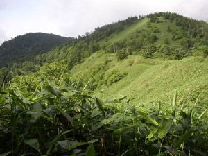 三壁山を越えたところから笹の稜線と高沢山(奥)