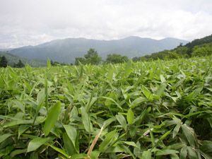 高沢山とエビ山との中間から地蔵山・堂岩山方面を望む