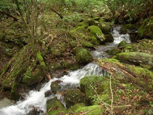 林道終点から雁峠に至る沢筋
