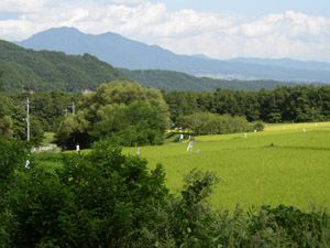 広域農道への分岐から茅ヶ岳(右)、金ヶ岳を遠望する
