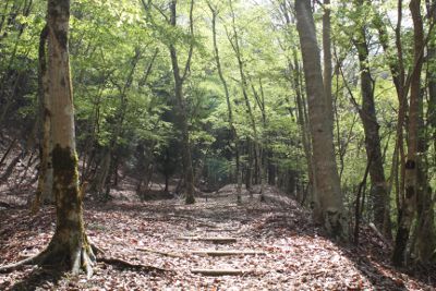 板小屋沢沿いの、まだ穏やかなコース