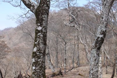ツツジ新道分岐のピーク、山頂はあの向こう