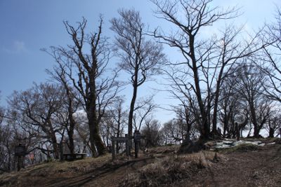 疎林の山頂