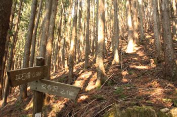 山腹を巡るルートから離れて登って行く