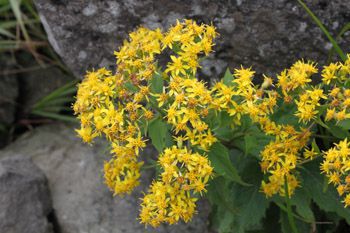 岩陰に咲く