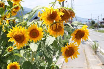 これでもかこれでもかとヒマワリの群れ