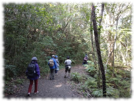 奄美大島の金作原（きんさくばる）にて。右手の黒い幹はシダ植物のヒカゲヘゴ。