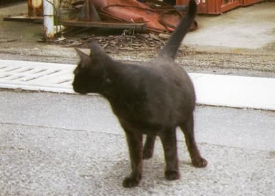 そっぽを向く”妊娠ねこ”