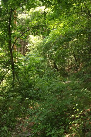 ヤブが被り気味の山道