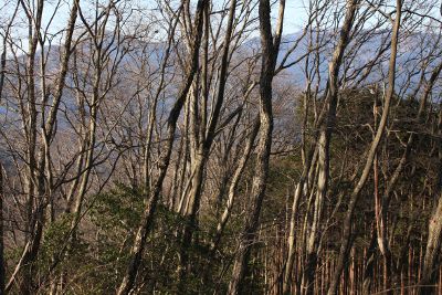 冬枯れの木立越しに本仁田山(左)、川苔山方面を望む
