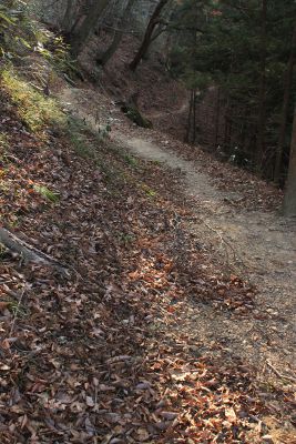 御岳山上集落から大楢峠へ続く径