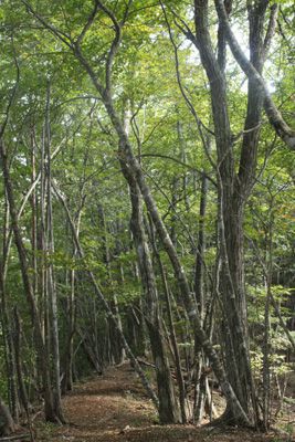 入小沢ノ峰の先で広がる広葉樹林