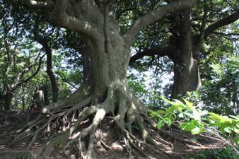 観音塚山頂
