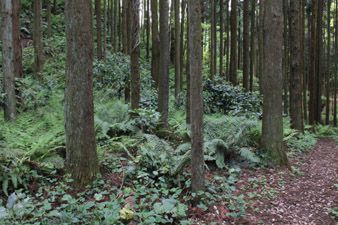 森戸川源頭に下る付近にて