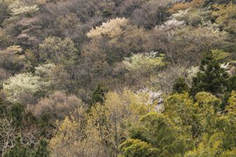 芽吹きの山腹