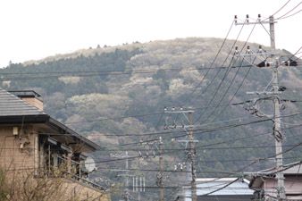 長柄バス停から桜咲く安倍倉山を正面に登山口を目指す