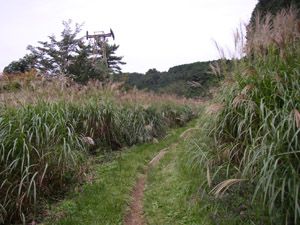 ヤグラの立つススキの道