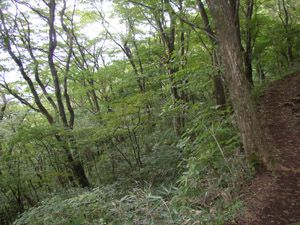 山腹を行く雑木林の道