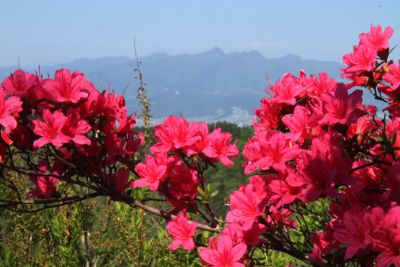 ツツジの彼方に榛名山