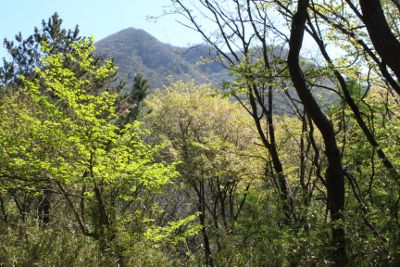 林道から新緑の上に鍋割山