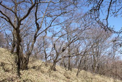 車道に出る手前、軽井沢峠付近にて