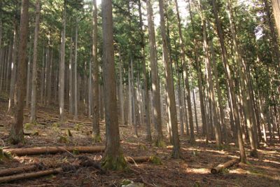 赤指尾根の山腹道を行く