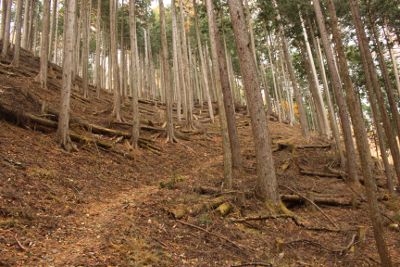 石尾根稜線目指して登って行く
