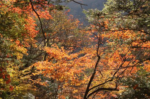 足下が危険な場所の紅葉