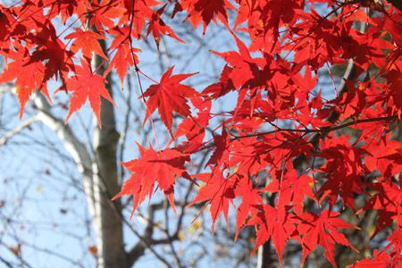 つつじ公園の紅葉