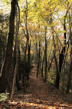 縦走路を離れて