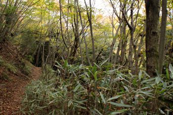 尾根道にて