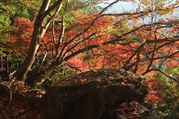 上養沢へ下る
