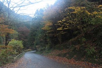 夕暮れ近い林道御岳線
