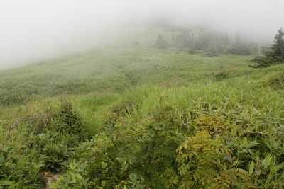 山頂を越えると草原だった