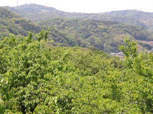 衣笠山展望台から望む大楠山