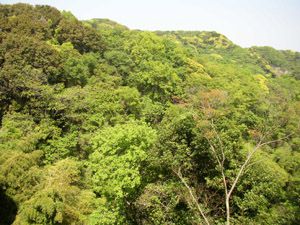 衣笠城址に登る途中で衣笠山を振り返る