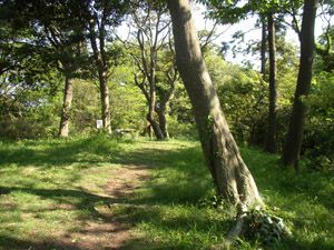 前田橋コース下り始め脇の静かな林
