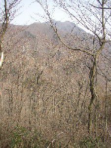 お坊山山腹道からの滝子山