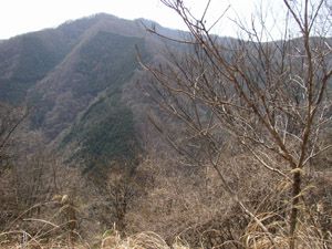 尾名手尾根より権現山山頂部(奥)を正面に見る