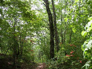 大鹿峠への登路